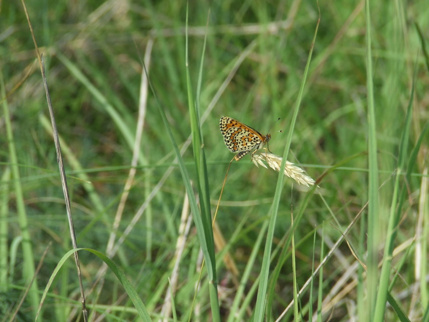 Melitaea trivia - kis tarkalepke