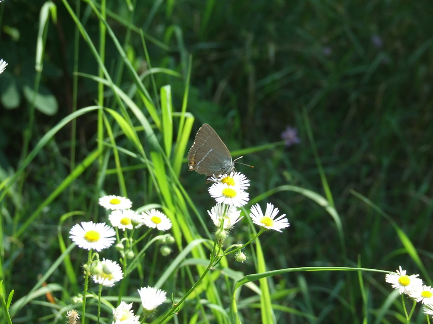 Satyrium spini - kökény-csücsköslepke