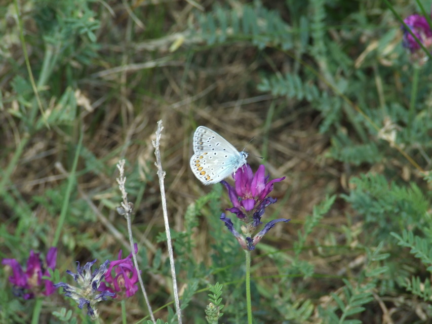 Polyommatus icarus - közönséges boglárka