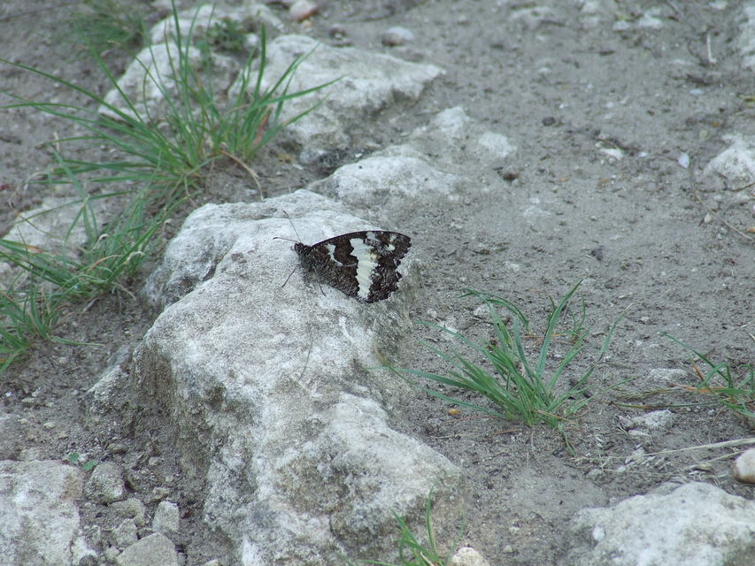 Brintesia circe - fehéröves szemeslepke