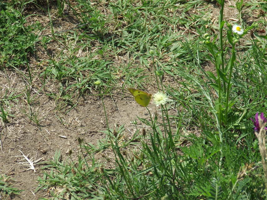 Colias hyale/alfacariensis