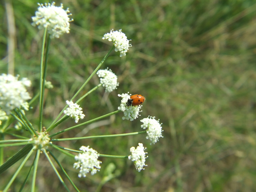 Hippodamia variegata - tizenhárompettyes katica
