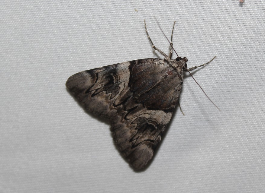Catocala fulminea - galagonya-övesbagoly
