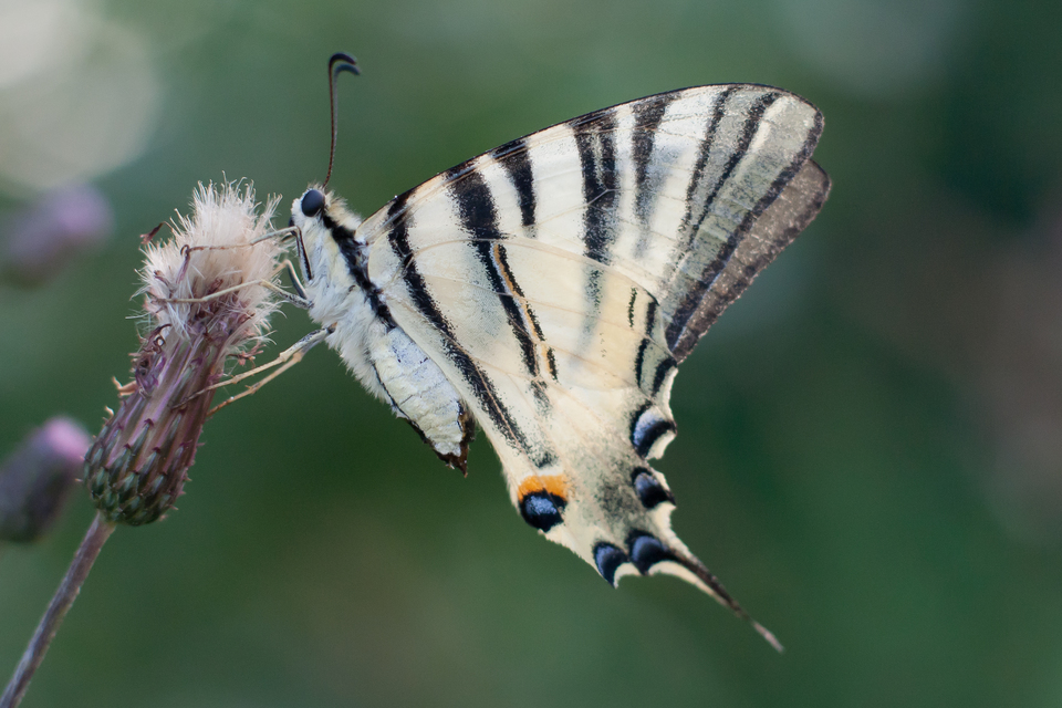 Iphiclides podalirius - kardoslepke