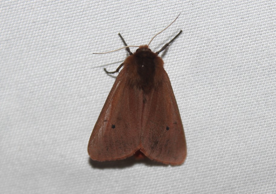 Phragmatobia fuliginosa - füstös medvelepke