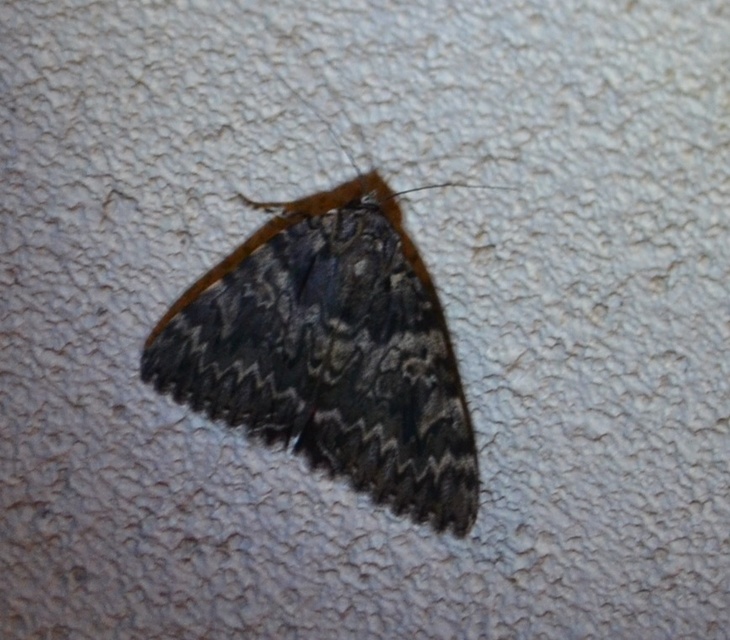 Catocala promissa - kis tölgyfa-övesbagoly