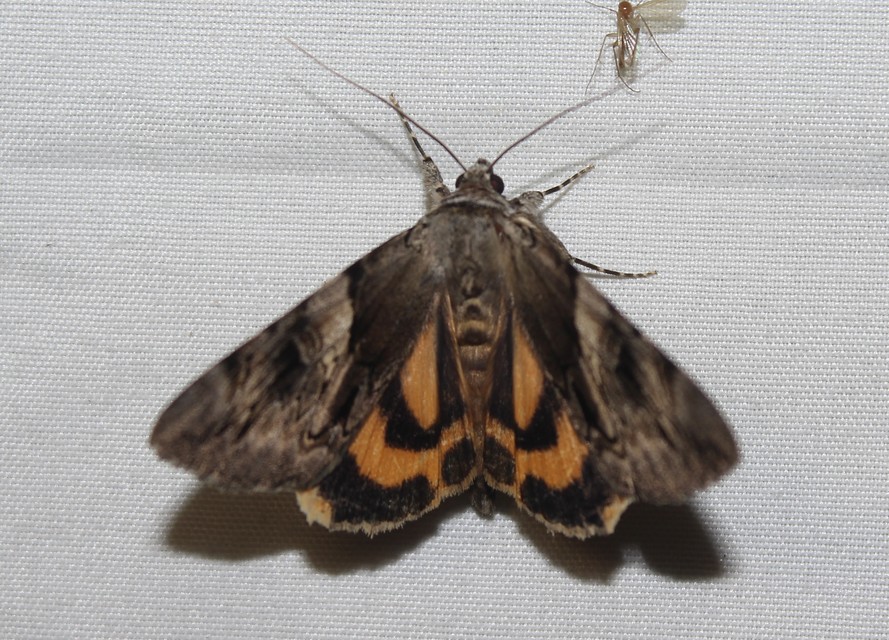 Catocala fulminea - galagonya-övesbagoly