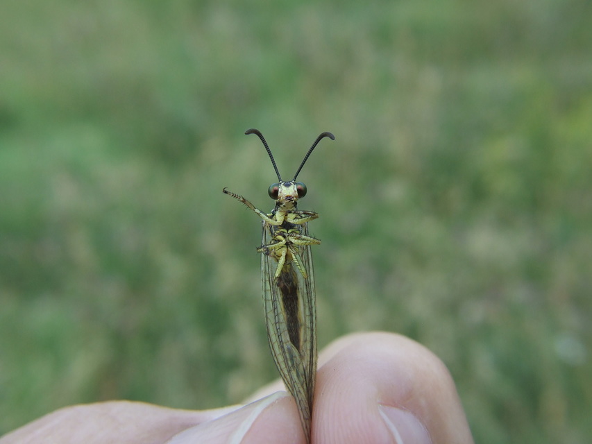 Myrmecaelurus trigrammus - hangyafarkas