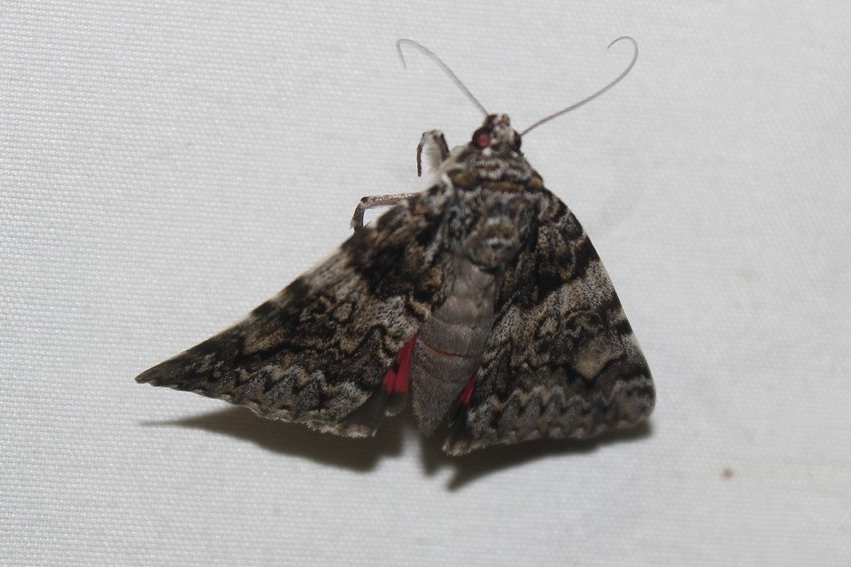 Catocala promissa - kis tölgyfa-övesbagoly