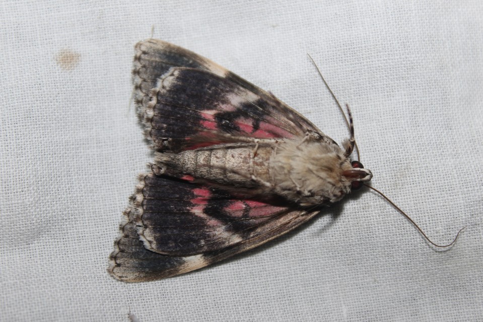Catocala promissa - kis tölgyfa-övesbagoly