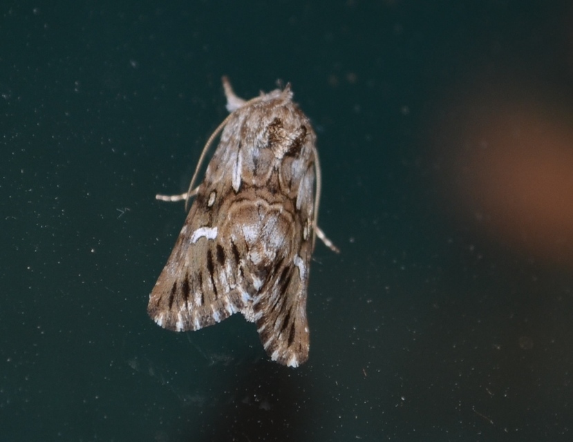 Calophasia lunula - gyújtoványfű-apróbagoly