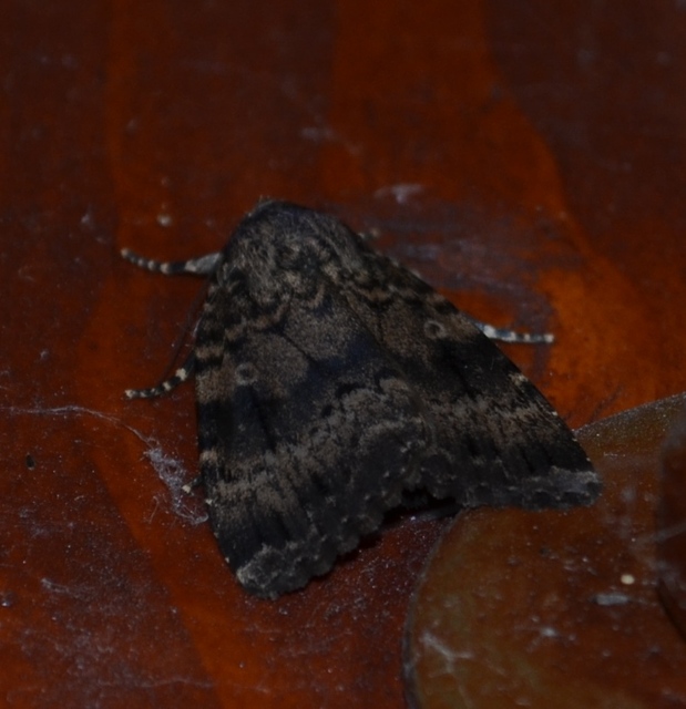 Amphipyra berbera/pyramidea