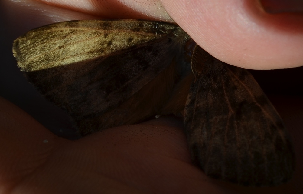 Lymantria dispar - gyapjaslepke