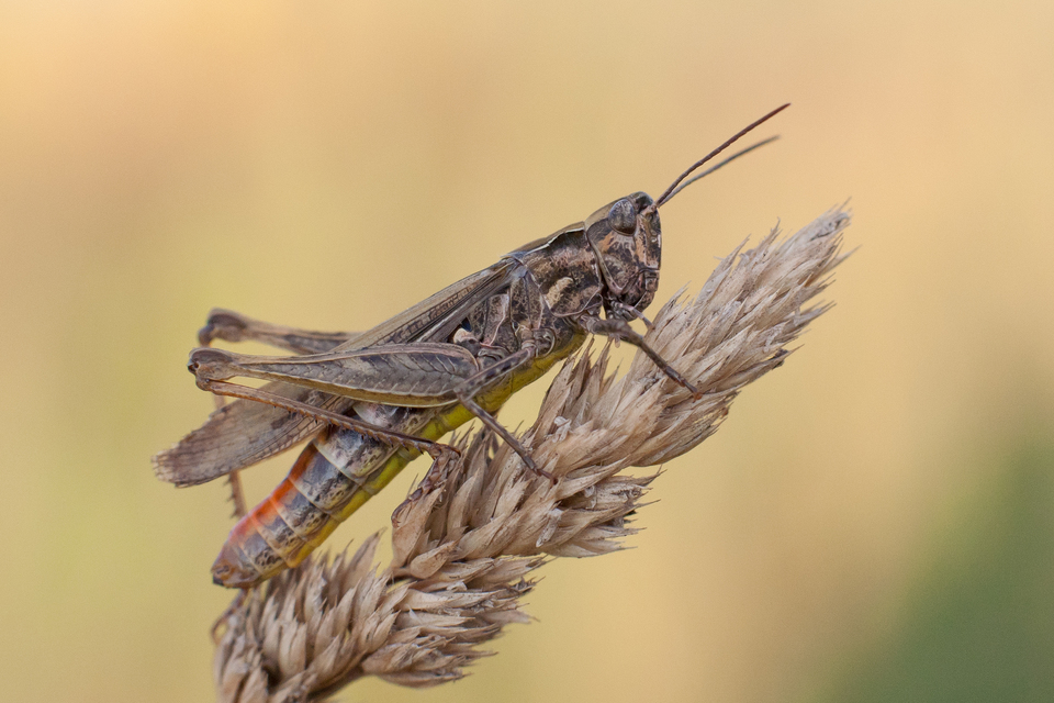 Chorthippus (Glyptobothrus) (subgenus)