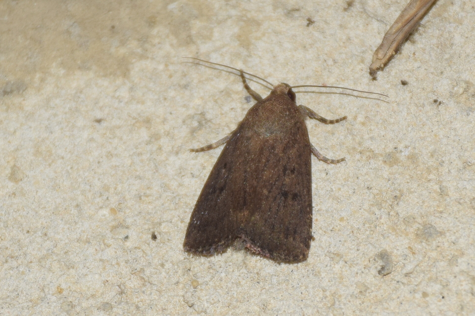 Amphipyra tragopoginis - bakszakállbagoly