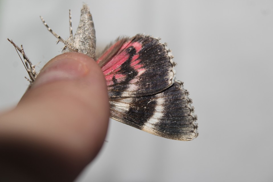 Catocala promissa - kis tölgyfa-övesbagoly