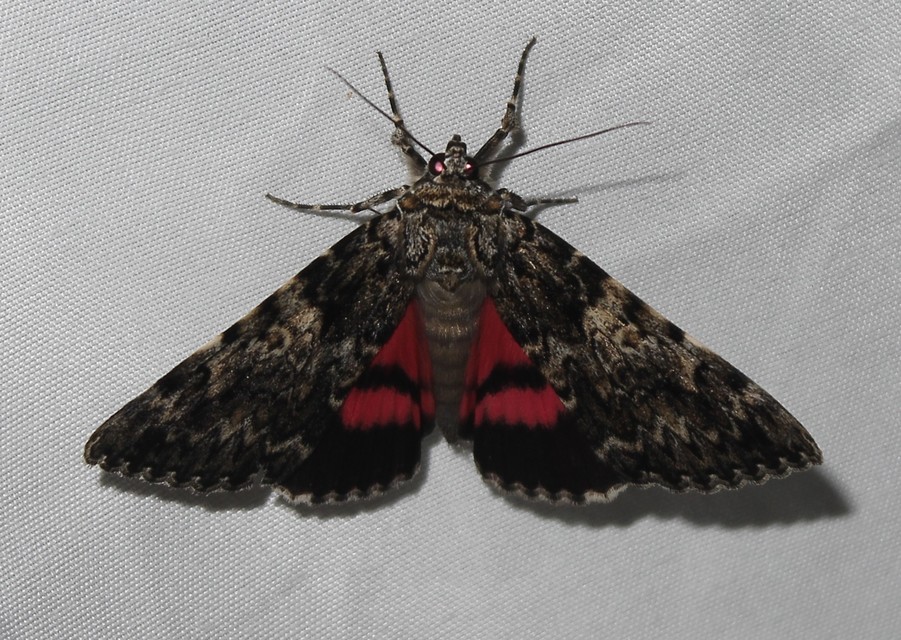 Catocala promissa - kis tölgyfa-övesbagoly