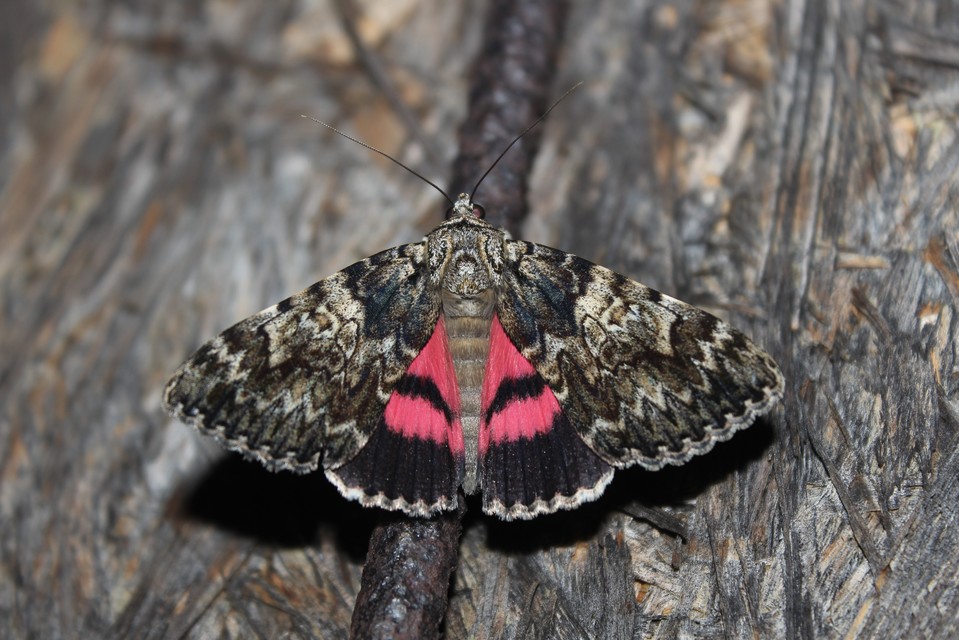 Catocala promissa - kis tölgyfa-övesbagoly