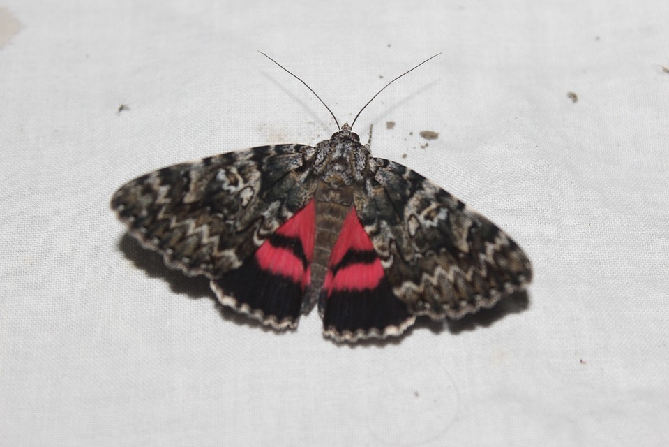 Catocala promissa - kis tölgyfa-övesbagoly