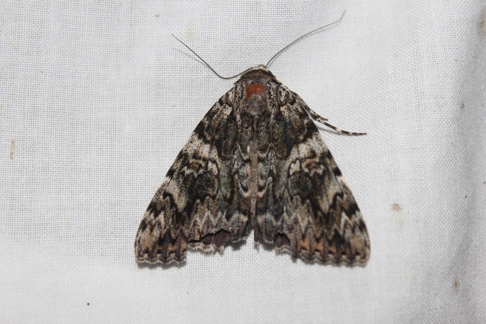 Catocala promissa - kis tölgyfa-övesbagoly