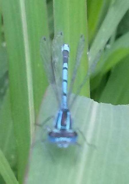 Coenagrion puella - azúrkék légivadász