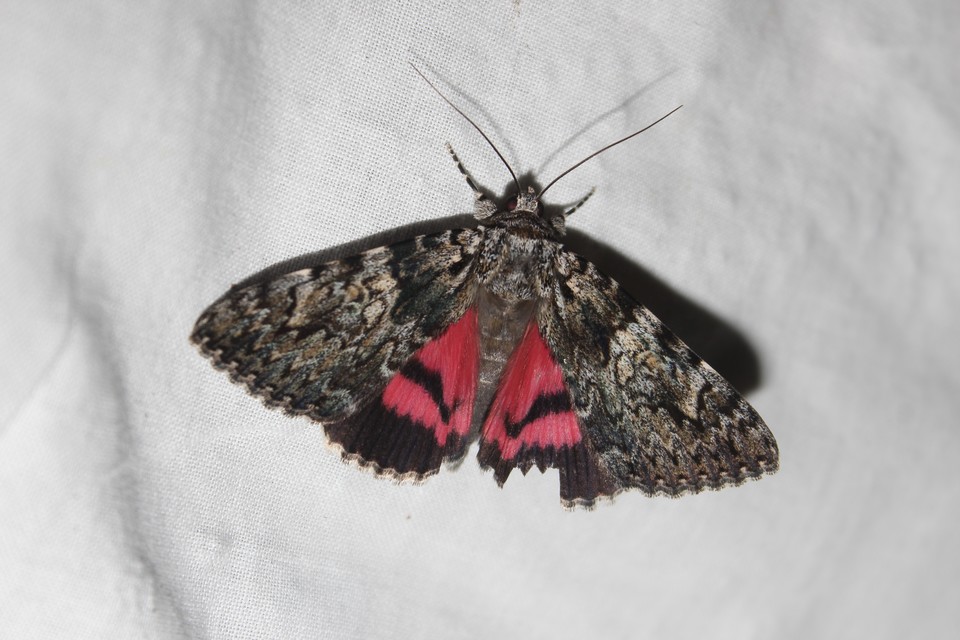 Catocala promissa - kis tölgyfa-övesbagoly
