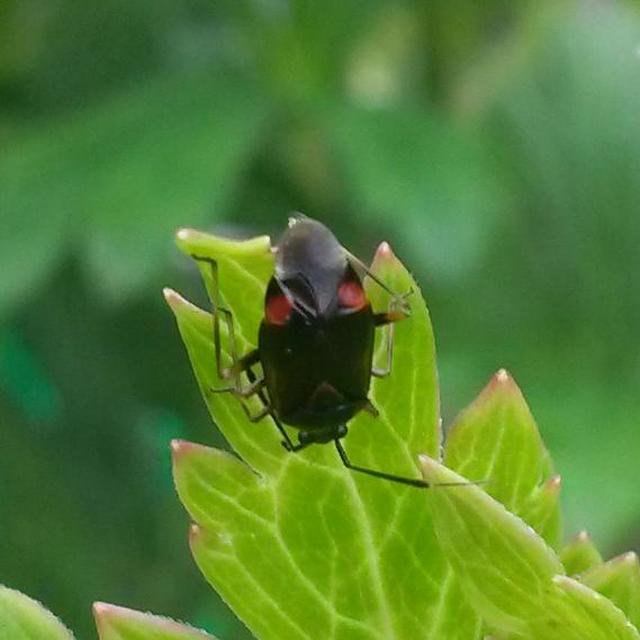 Deraeocoris ruber - vöröses mezeipoloska