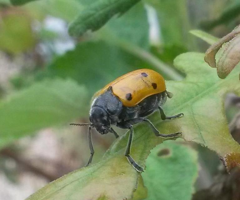 Lachnaia sexpunctata - szőrösnyakú zsákhordóbogár