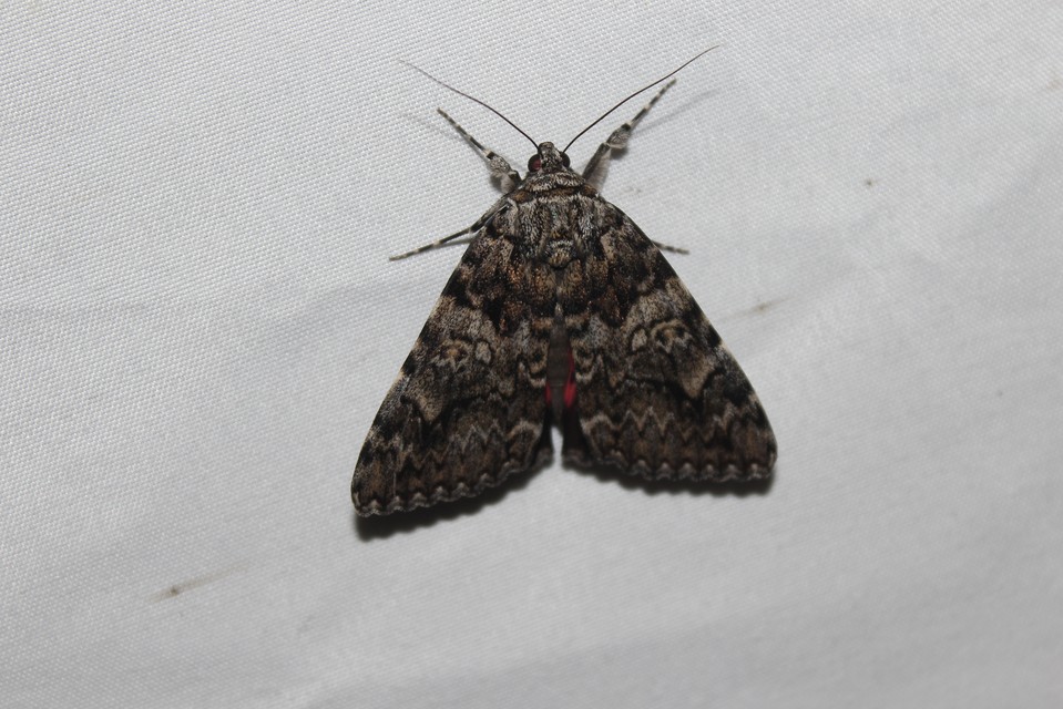 Catocala promissa - kis tölgyfa-övesbagoly