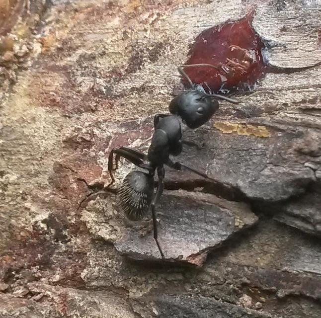 Camponotus vagus - fekete lóhangya
