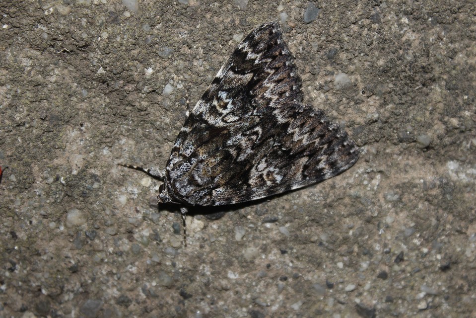 Catocala promissa - kis tölgyfa-övesbagoly