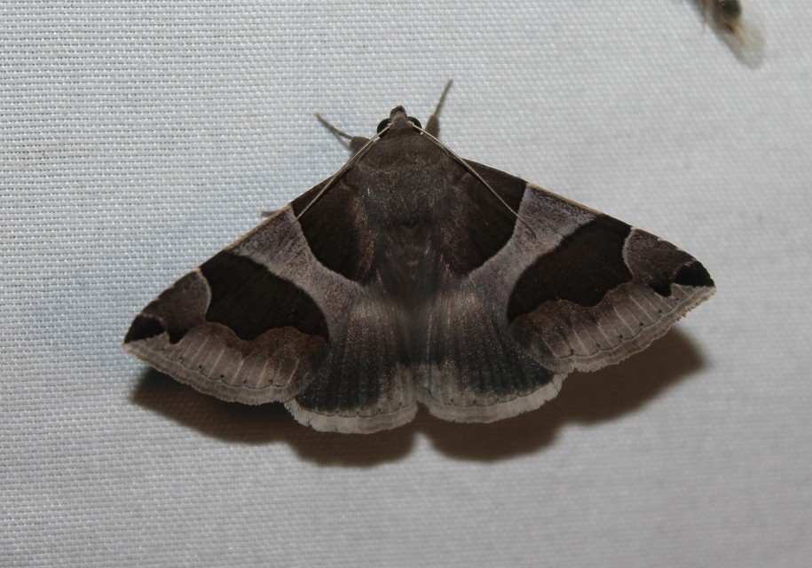 Dysgonia algira - déli porcelánbagoly