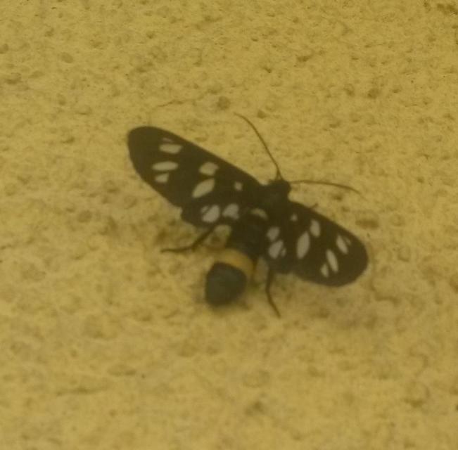 Amata phegea - fehérpettyes álcsüngőlepke