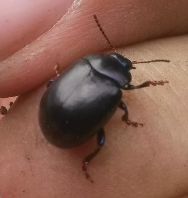 Chrysolina sturmi - vöröslábú levelész
