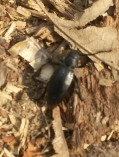 Dorcadion aethiops - fekete gyalogcincér