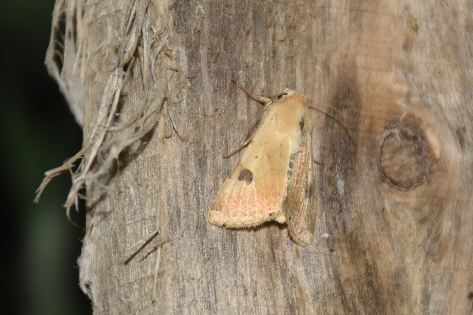 Heliothis peltigera - nagy veteménybagoly