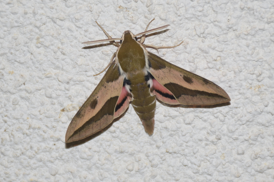 Hyles euphorbiae - kutyatejszender