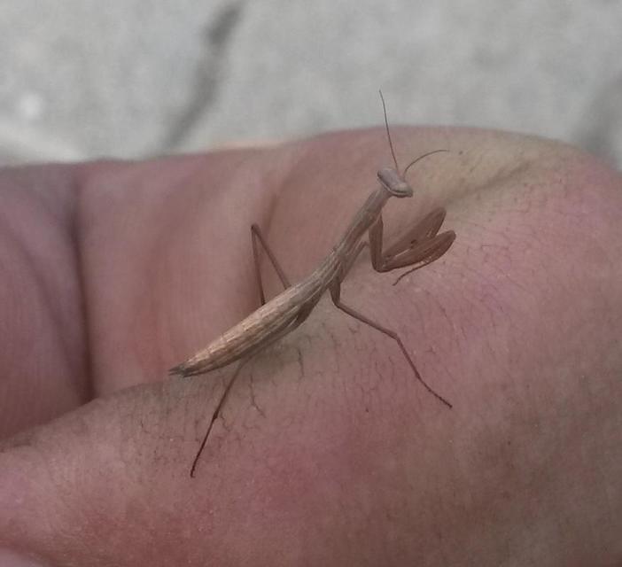 Mantis religiosa - imádkozósáska