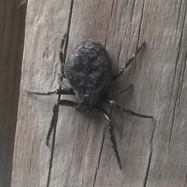 Nuctenea umbratica - közönséges rés-keresztespók