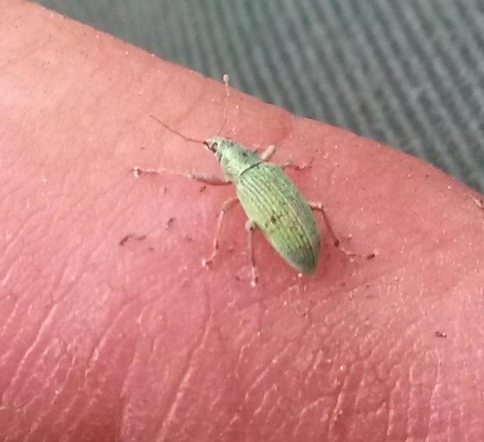 Polydrusus formosus - selymes lombormányos