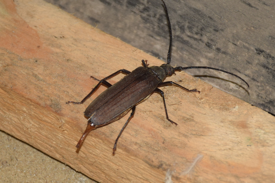 Aegosoma scabricorne - diófacincér