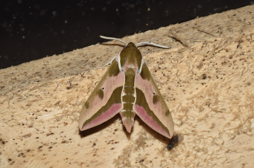 Hyles euphorbiae - kutyatejszender