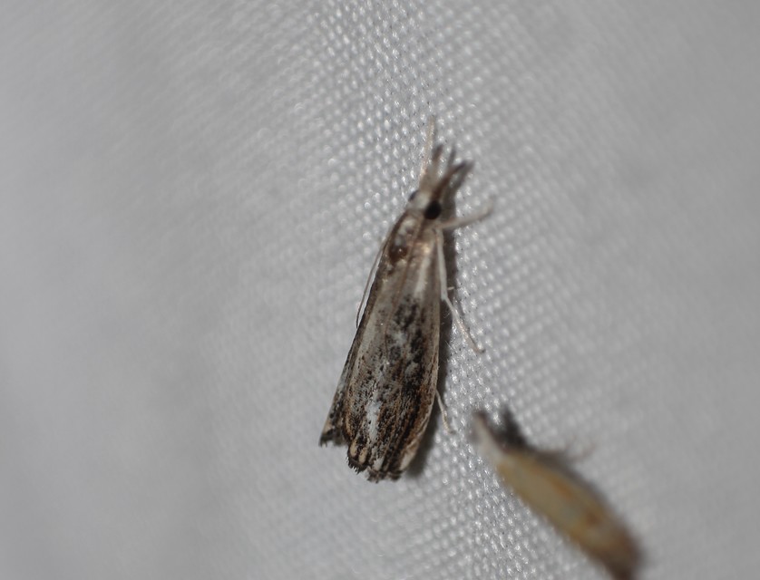 Catoptria verellus - kormos fűgyökérmoly
