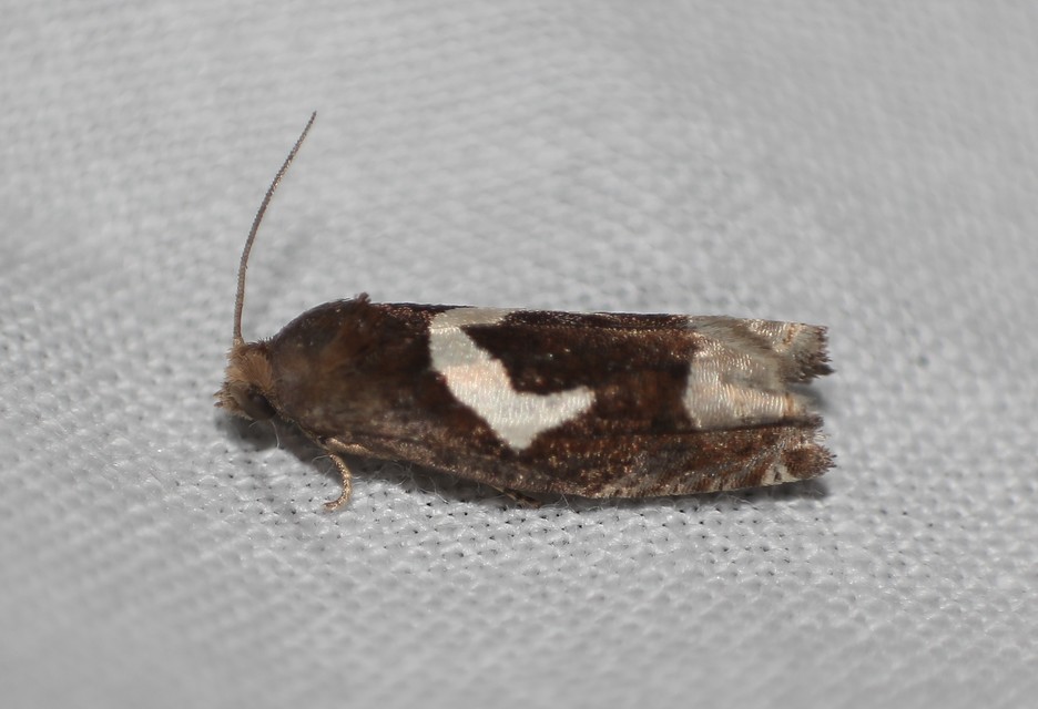 Epiblema foenella - kampósfoltú tükrösmoly