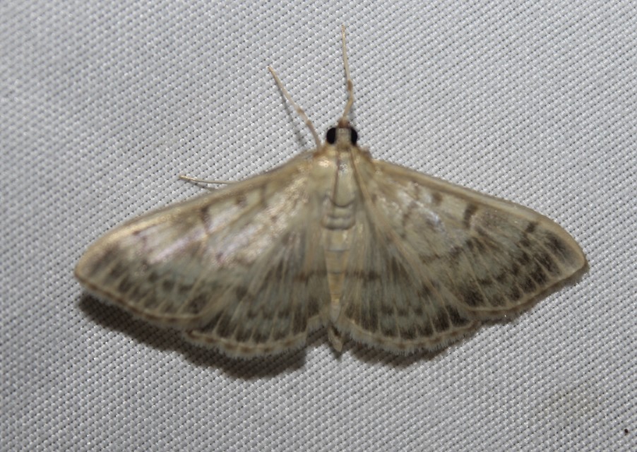 Patania ruralis - csalánevő tűzmoly