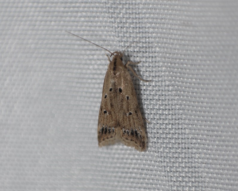 Brachmia inornatella - nádrágó lápimoly