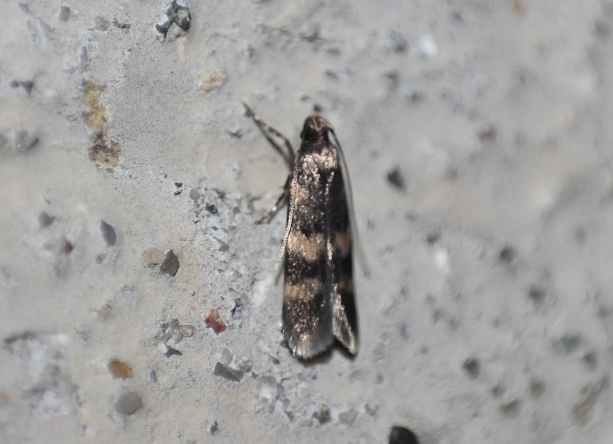 Oegoconia