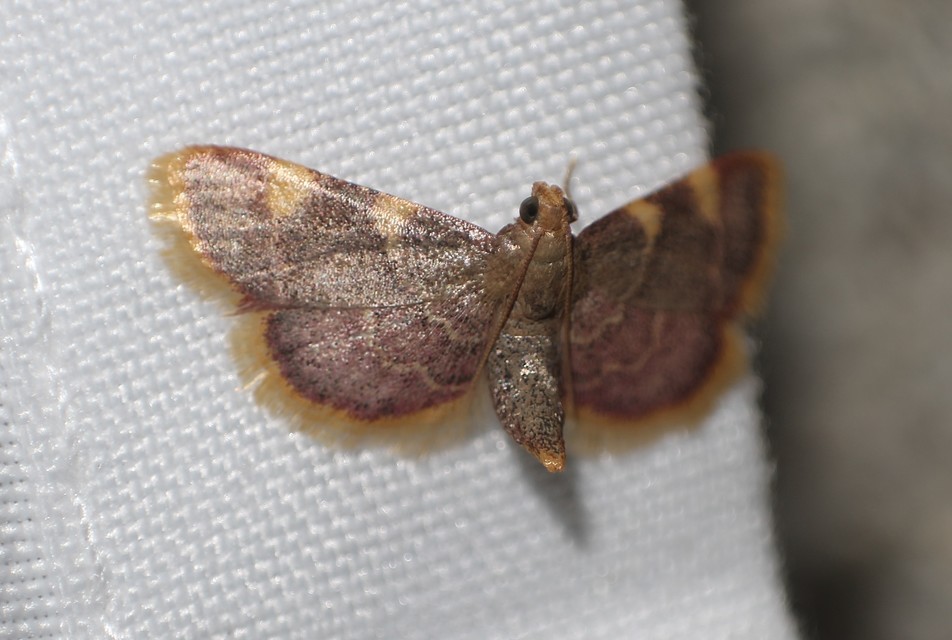 Hypsopygia costalis - szénailonca