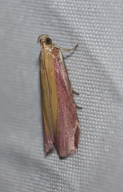 Oncocera semirubella - lucernamoly