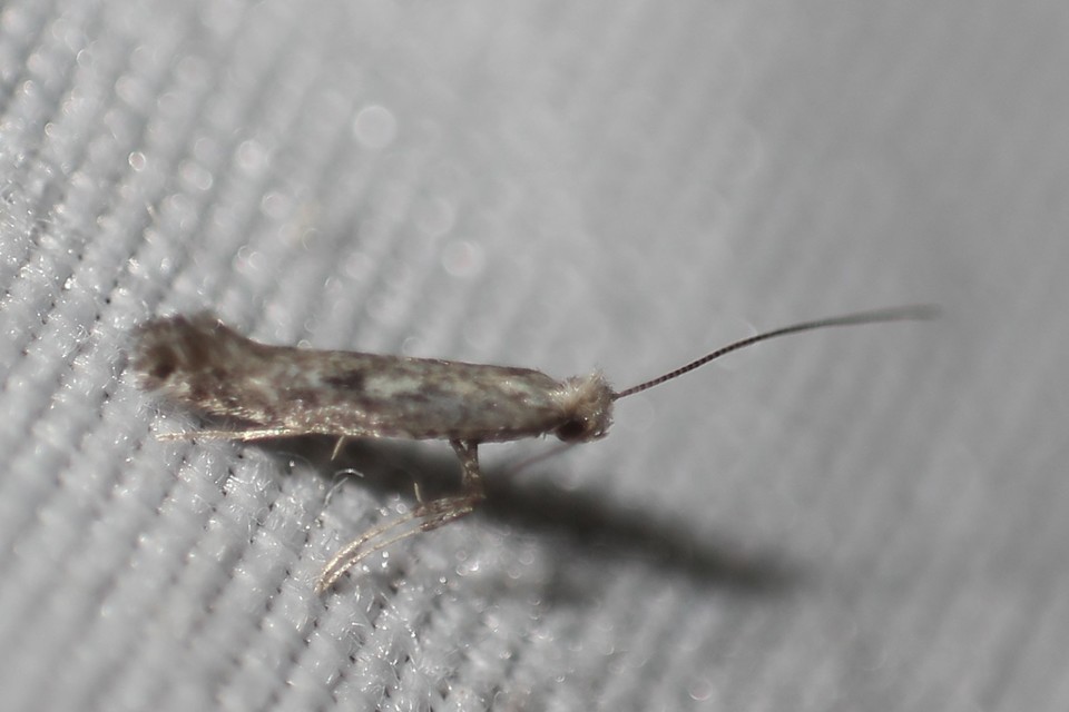 Gracillariidae - keskenyszárnyú molylepkefélék